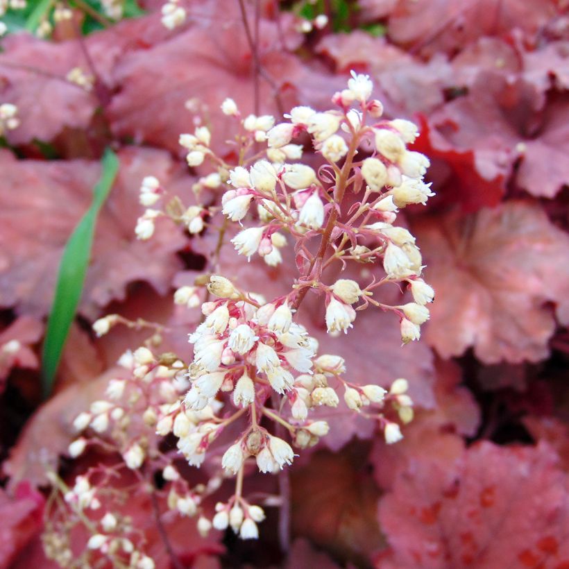 Heuchère - Heuchera Rio® (Flowering)