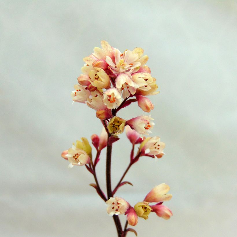 Heuchère - Heuchera Silver Scrolls (Flowering)