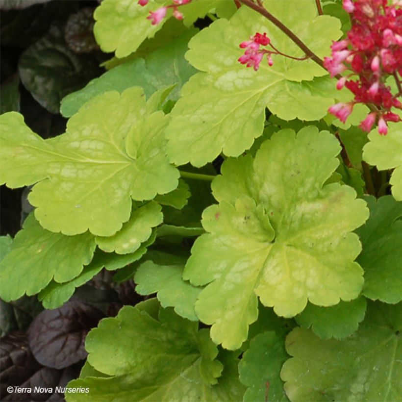 Heuchère - Heuchera Little Cuties Sweet Tart (Foliage)