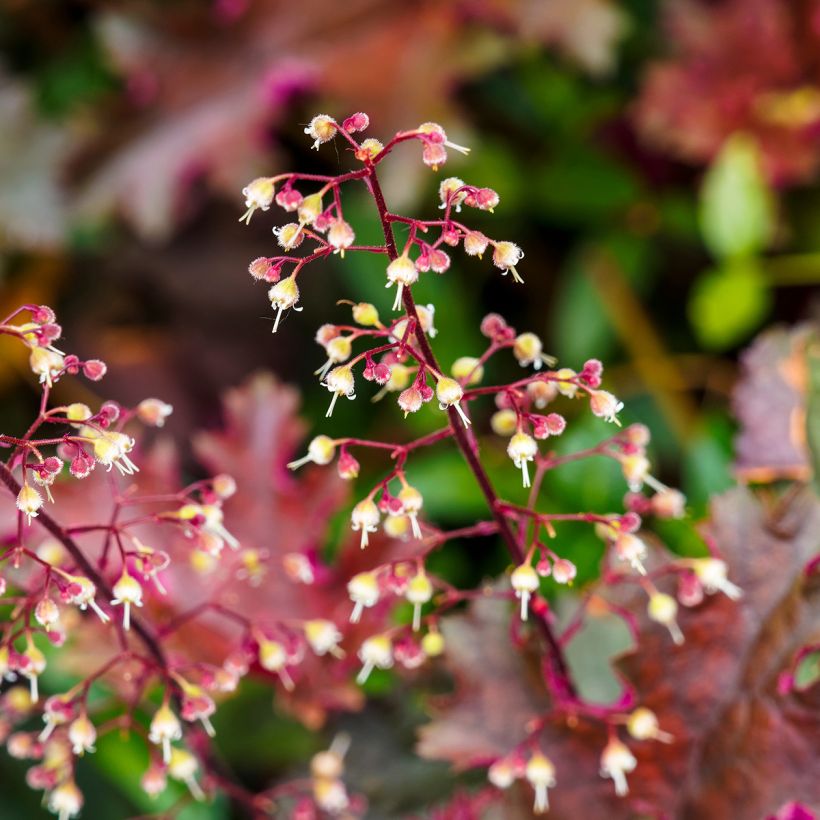 Heuchère - Heuchera Palace Purple (Flowering)