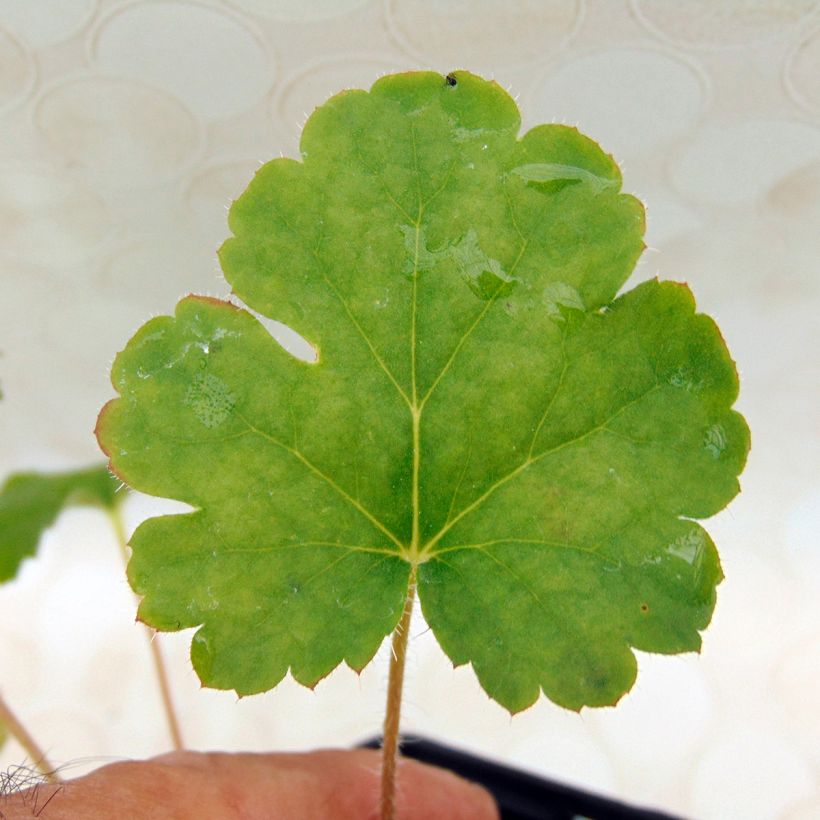Heuchère - Heuchera sanguinea Leuchtkäfer (Foliage)
