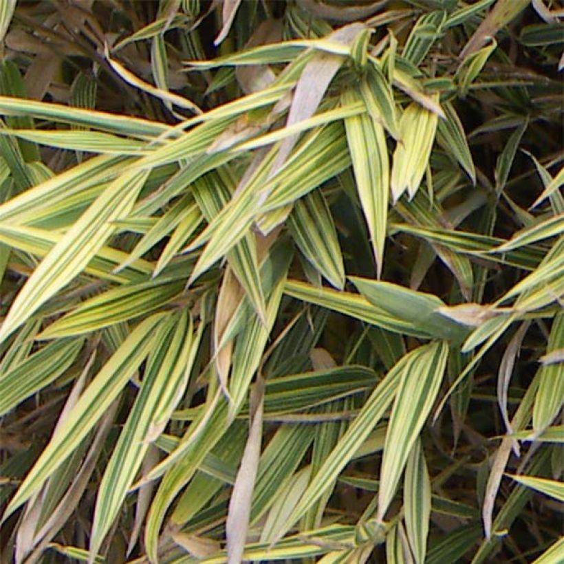 Hibanobambusa tranquillans Shiroshima - Petit bambou (Foliage)