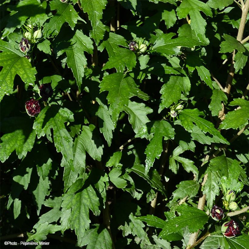 Hibiscus French Cabaret Purple - Althéa double violette (Foliage)