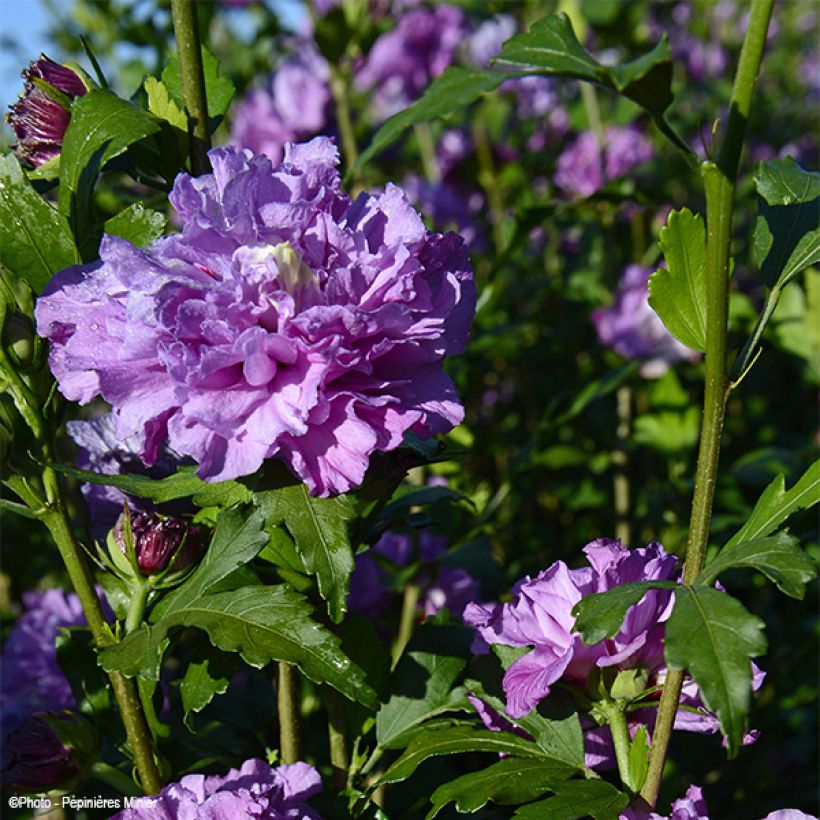 Hibiscus French Cabaret Purple - Althéa double violette (Flowering)