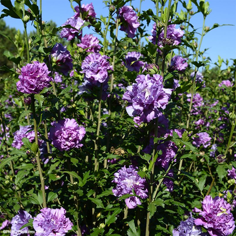 Hibiscus French Cabaret Purple - Althéa double violette (Plant habit)