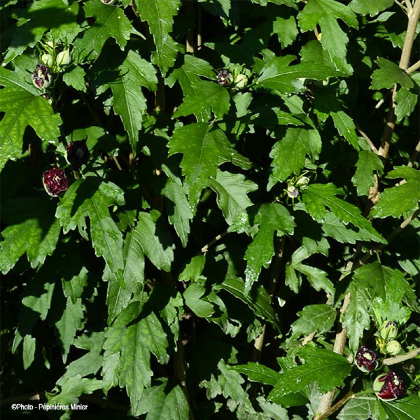 Hibiscus French Cabaret Red - Althéa double rouge foncé (Foliage)