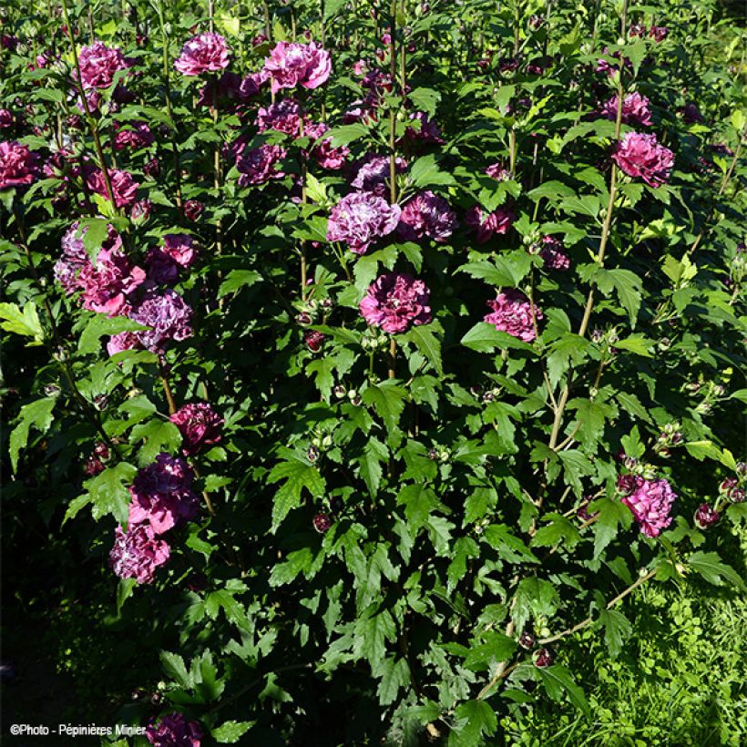 Hibiscus French Cabaret Red - Althéa double rouge foncé (Plant habit)