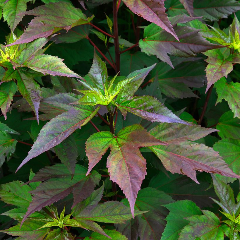 Hibiscus moscheutos PLANET Griotte - Hibiscus des marais (Foliage)