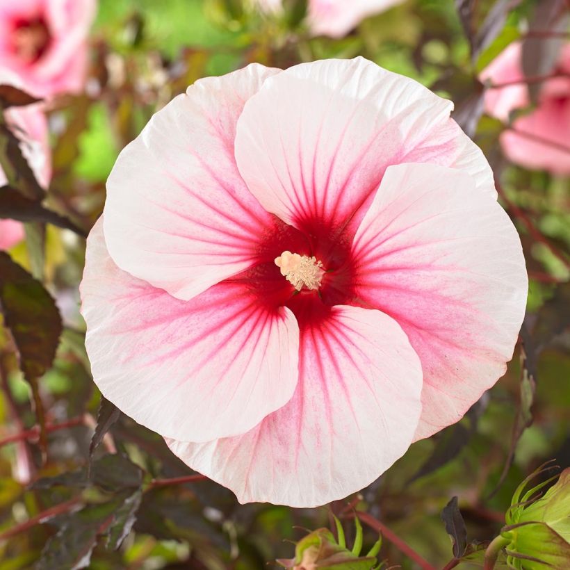 Hibiscus moscheutos Pink Candy - Hibiscus des marais (Flowering)