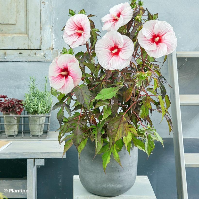 Hibiscus moscheutos Pink Candy - Hibiscus des marais (Plant habit)