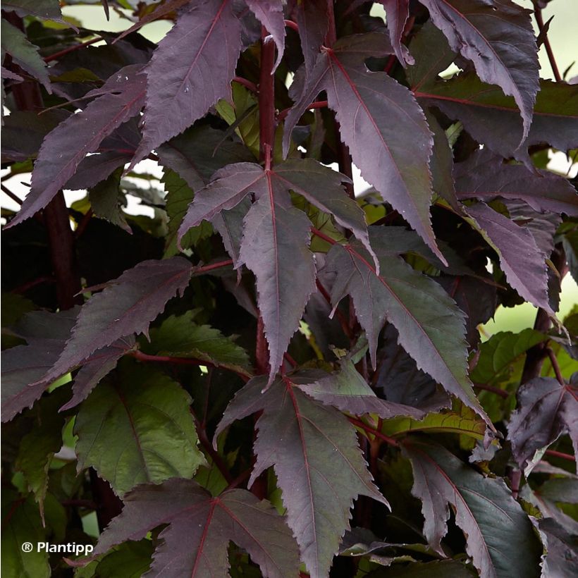 Hibiscus moscheutos Pink Passion - Hibiscus des marais (Foliage)