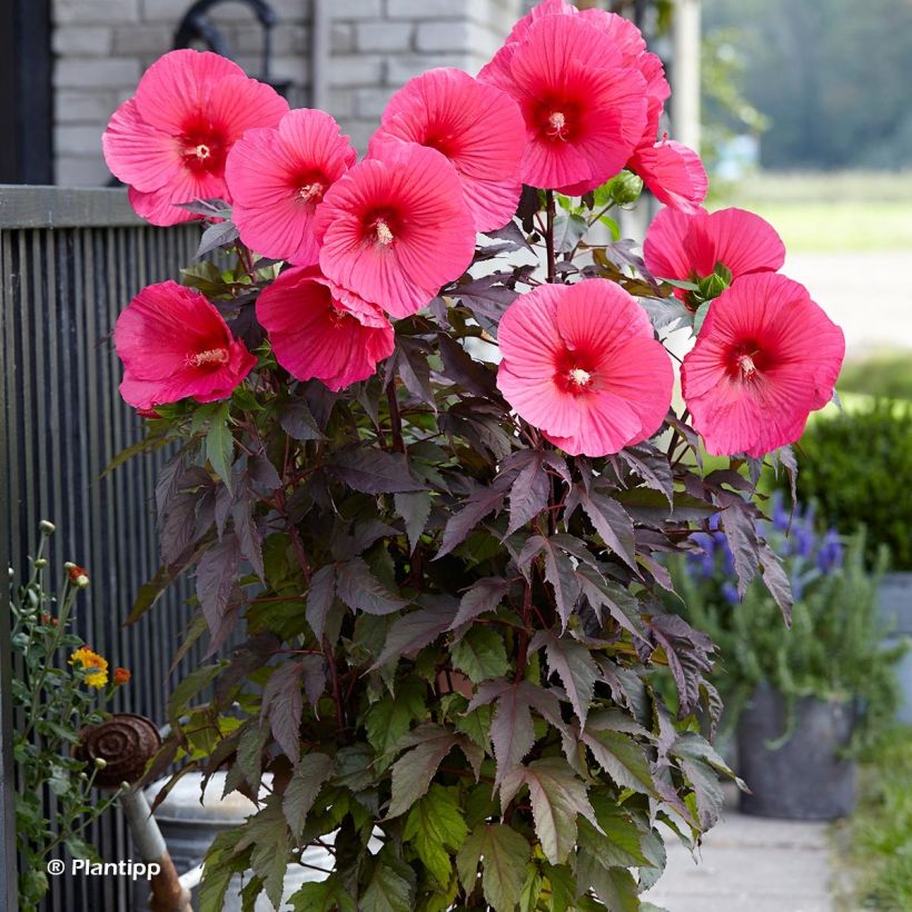 Hibiscus moscheutos Pink Passion - Hibiscus des marais (Plant habit)