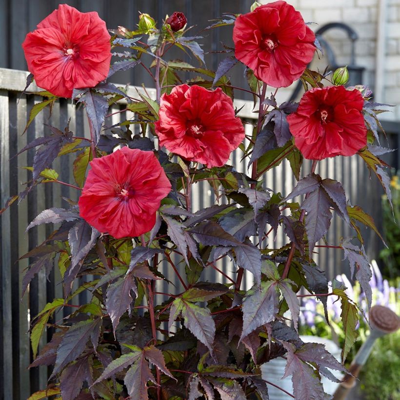 Hibiscus moscheutos Red Wine - Hibiscus des marais (Plant habit)