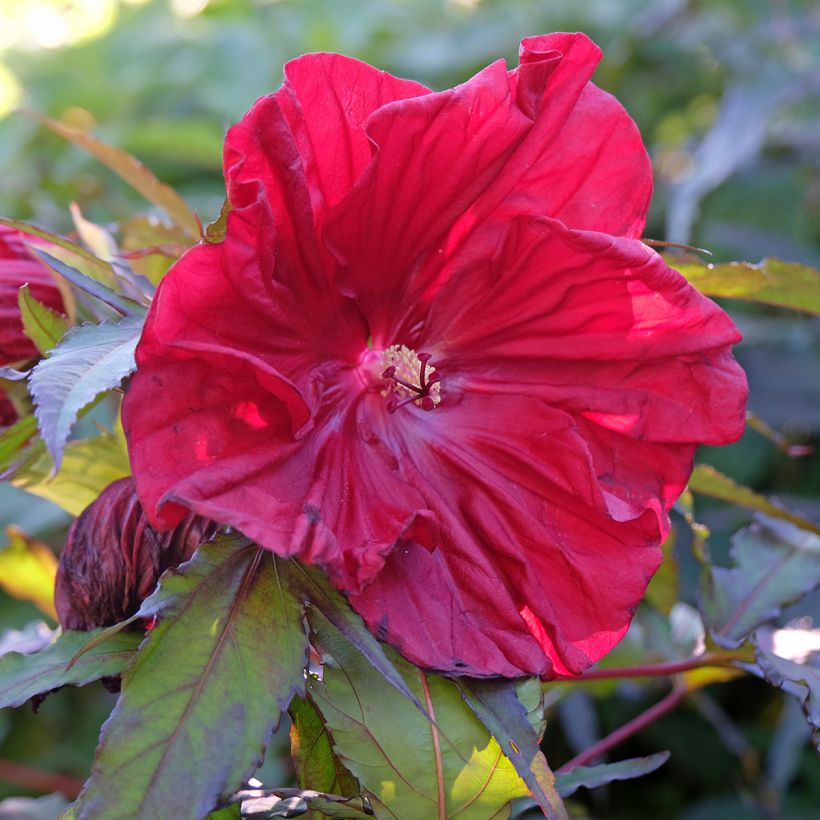 Hibiscus moscheutos Red Wine - Hibiscus des marais (Flowering)