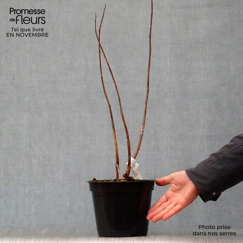 Example of Hibiscus moscheutos Red Wine - Hibiscus des marais Pot de 4L/5L as you get in automne