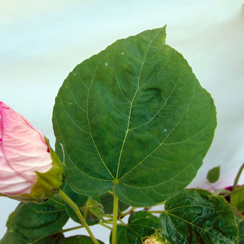 Hibiscus moscheutos Rose - Hibiscus des marais (Foliage)