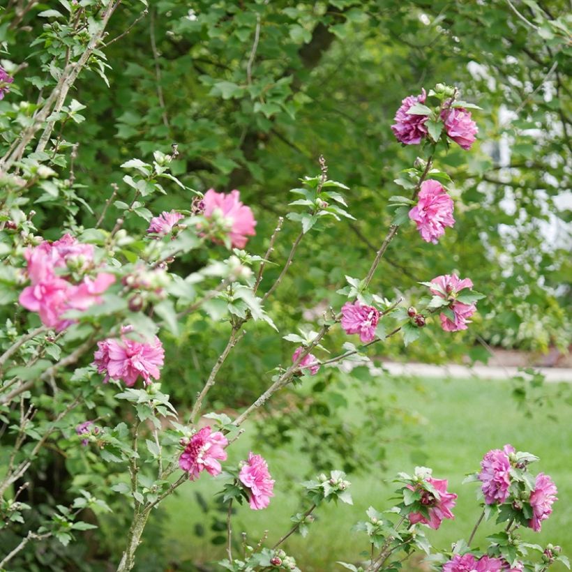 Hibiscus syriacus Duc de Brabant - Althéa double rouge (Plant habit)