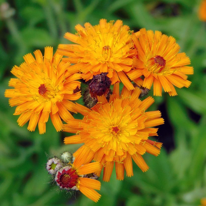 Hieracium aurantiacum - Epervière (Flowering)