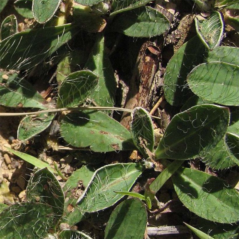 Hieracium pilosella - Epervière (Foliage)