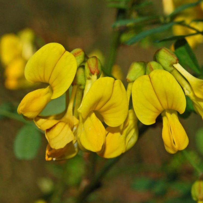 Coronilla emerus (Hippocrepis) - Coronille des jardins (Flowering)