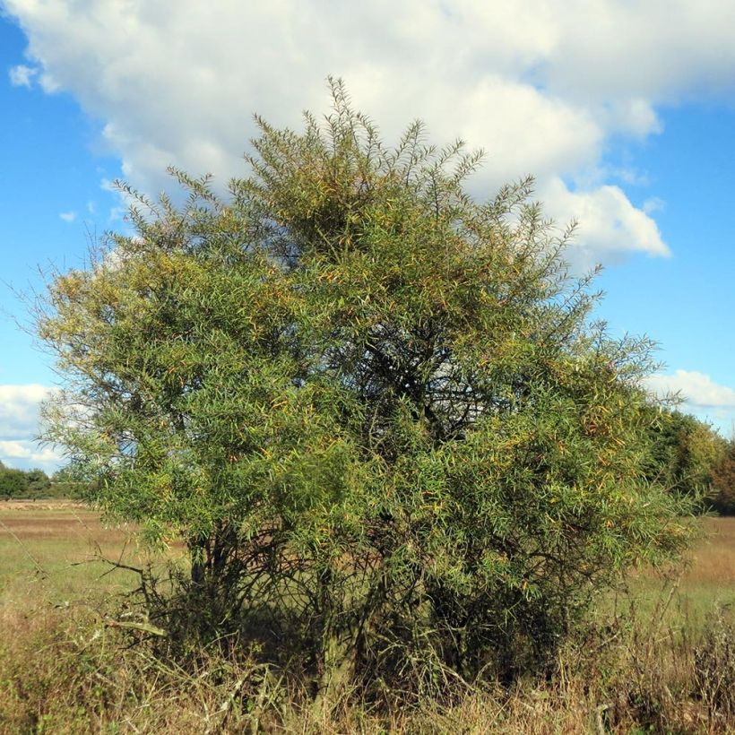 Hippophae rhamnoides - Argousier (Plant habit)