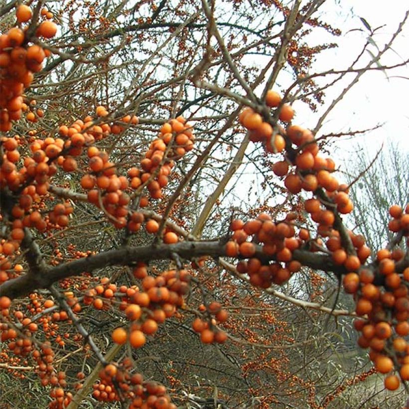 Hippophae rhamnoides Leikora - Argousier femelle (Flowering)