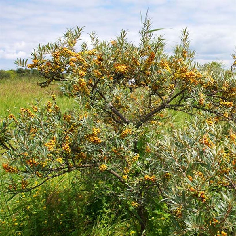 Hippophae rhamnoides Leikora - Argousier femelle (Plant habit)