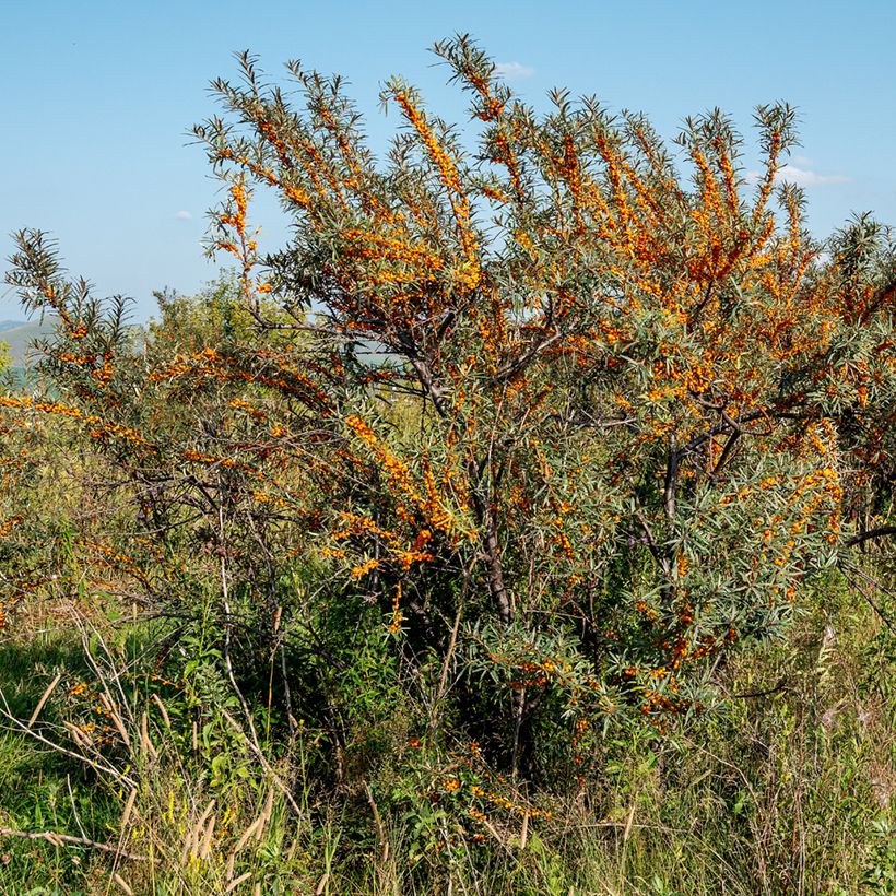 Hippophae rhamnoides Orange Energy - Argousier  (Plant habit)
