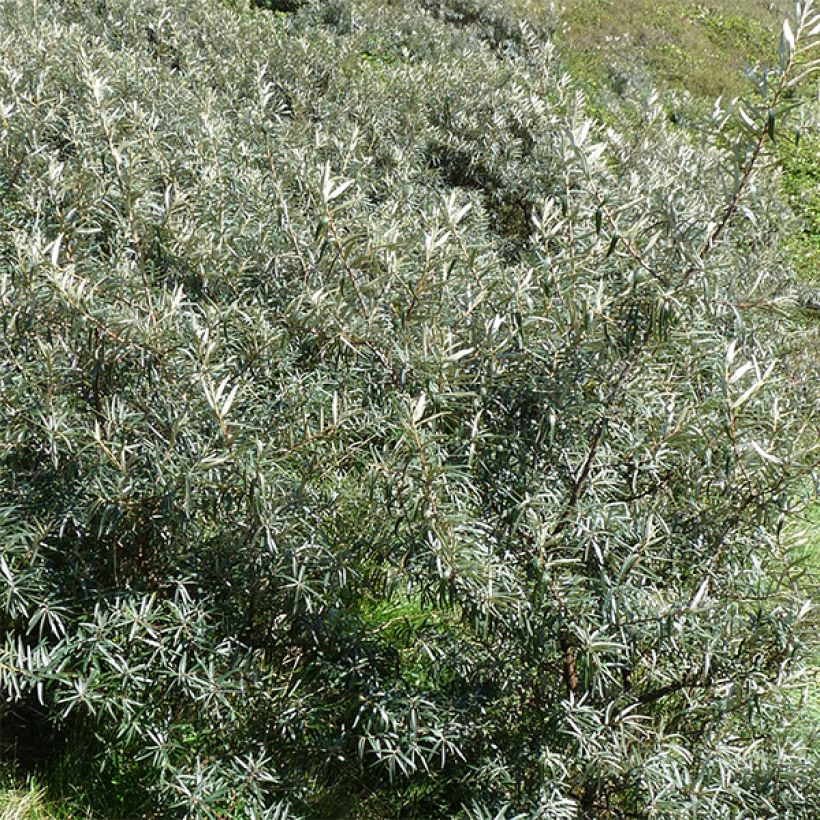 Hippophae rhamnoides Pollmix - Argousier (Foliage)