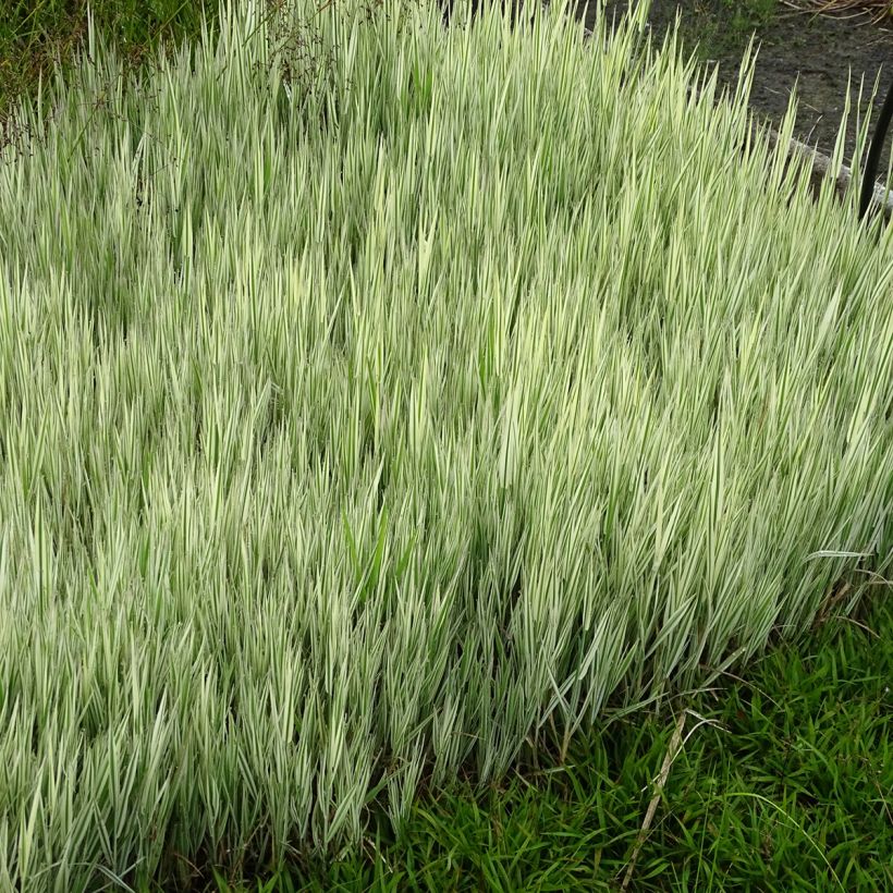 Holcus mollis Albovariegatus (Plant habit)