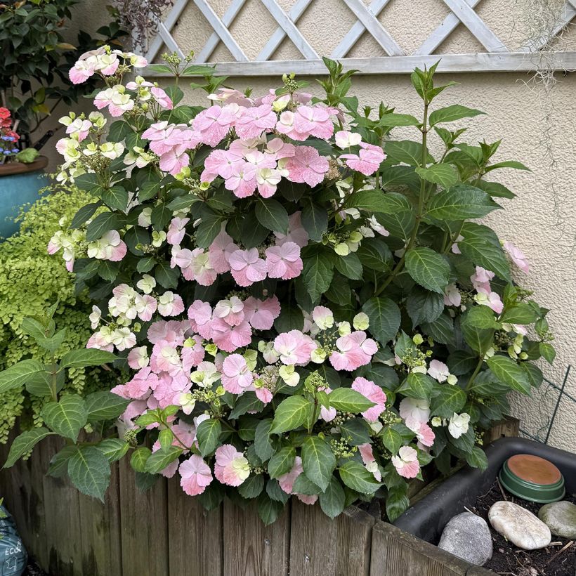 Hortensia - Hydrangea French Bolero (Plant habit)