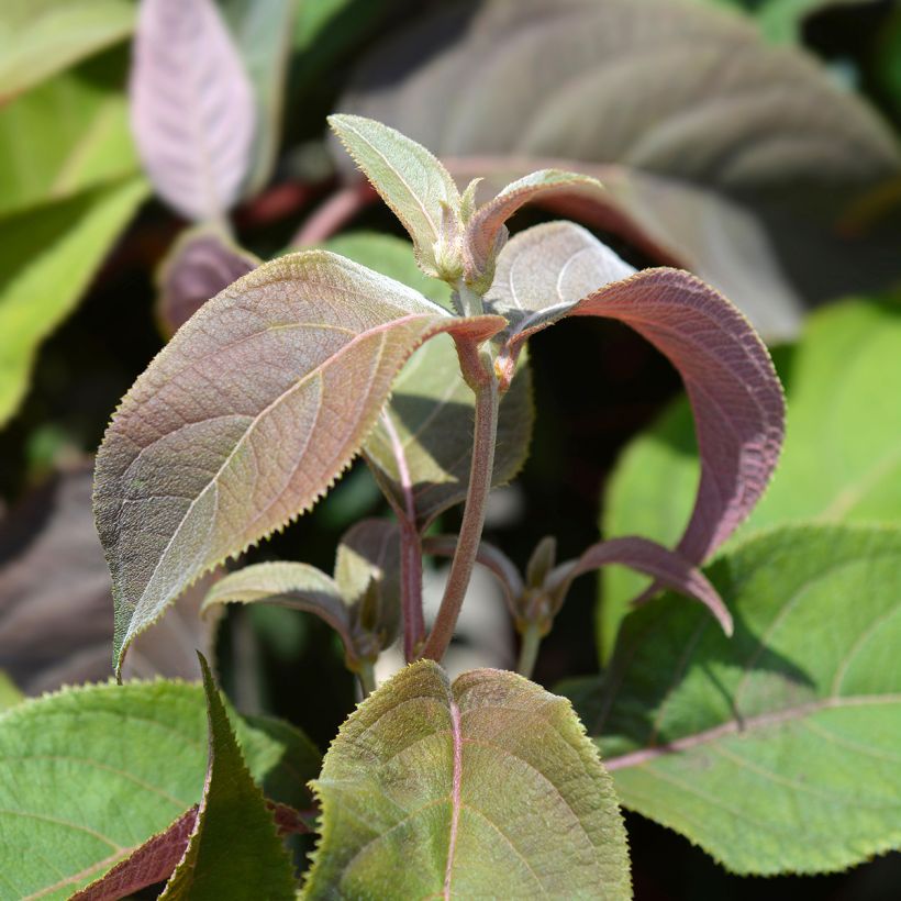 Hortensia - Hydrangea aspera Macrophylla  (Foliage)