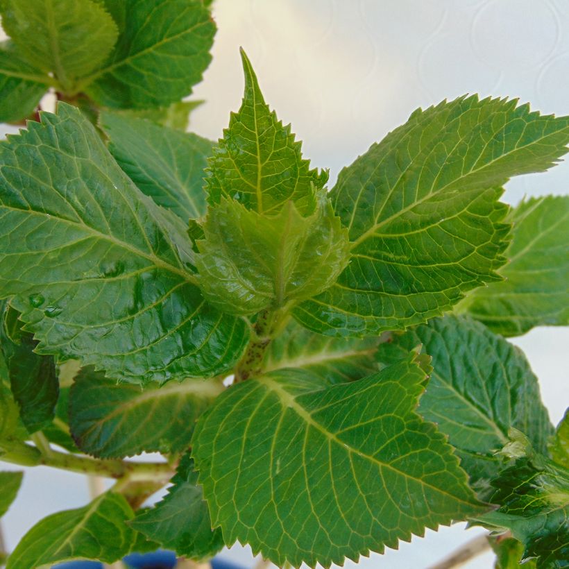 Hortensia - Hydrangea macrophylla Endless Summer Twist and Shout (Foliage)