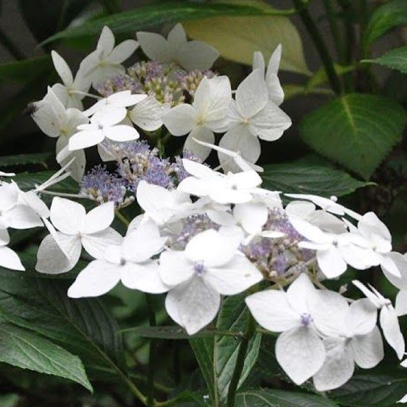 Hortensia macrophylla Lanarth White (Flowering)