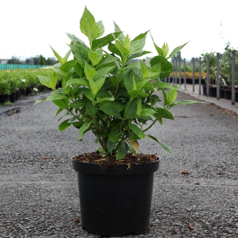 Hortensia macrophylla Lanarth White (Plant habit)