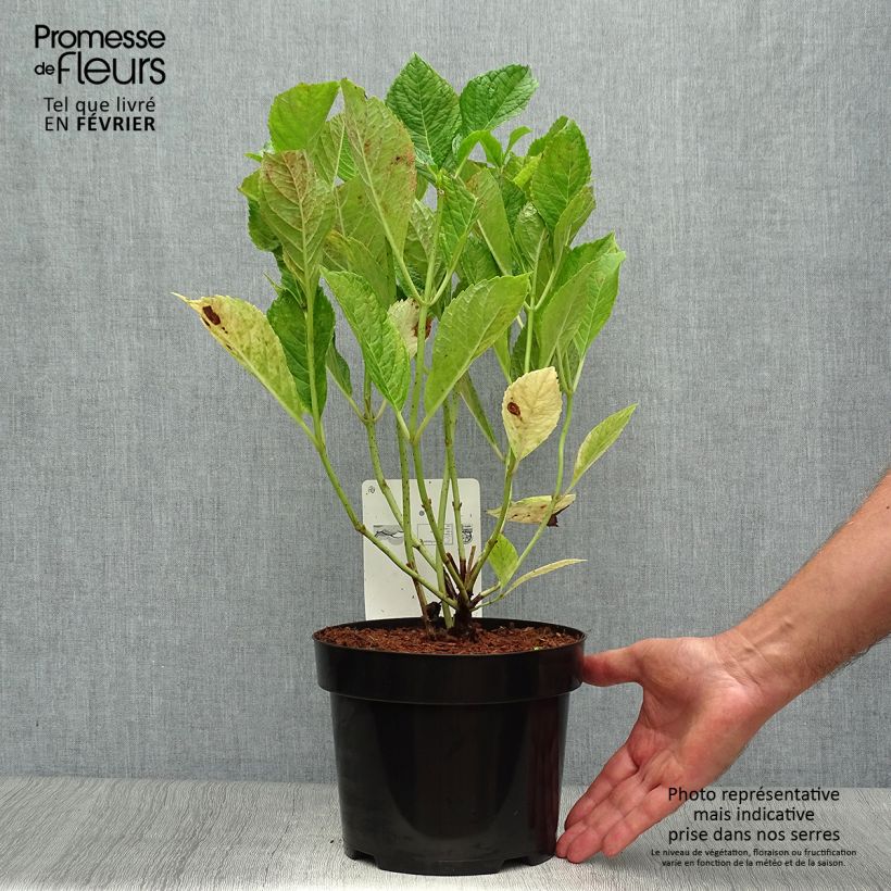 Example of Hortensia - Hydrangea macrophylla Nikko Blue Pot de 2L/3L as you get in automne