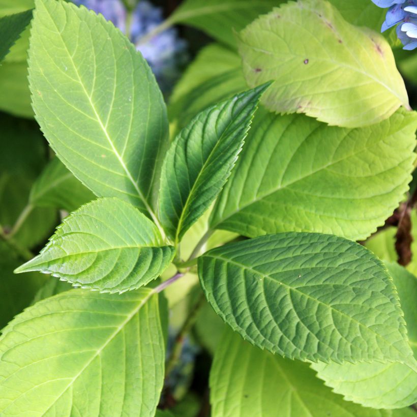 Hortensia - Hydrangea macrophylla Nikko Blue (Foliage)