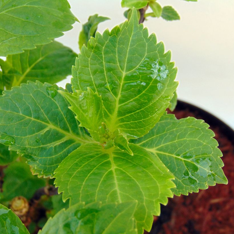 Hortensia - Hydrangea macrophylla Rosita (Foliage)