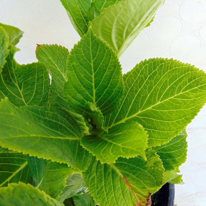 Hortensia - Hydrangea macrophylla Wedding Gown (Foliage)