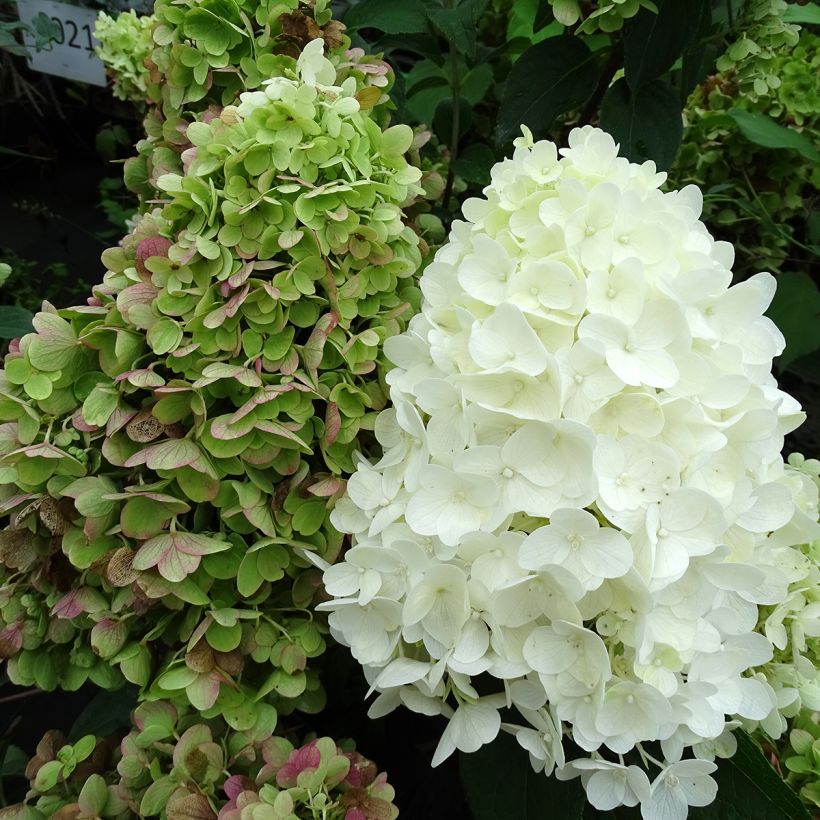 Hydrangea paniculata Silver Dollar - Hortensia paniculé (Flowering)