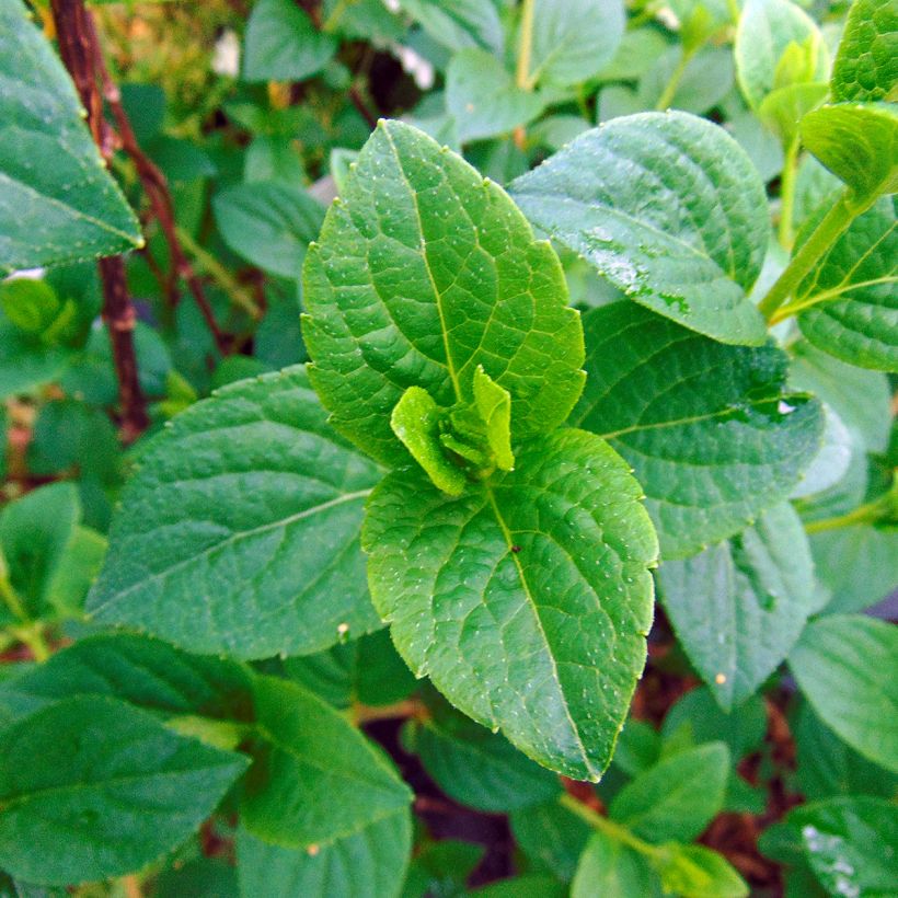 Hydrangea paniculata Sundae Fraise - Hortensia paniculé rose (Foliage)