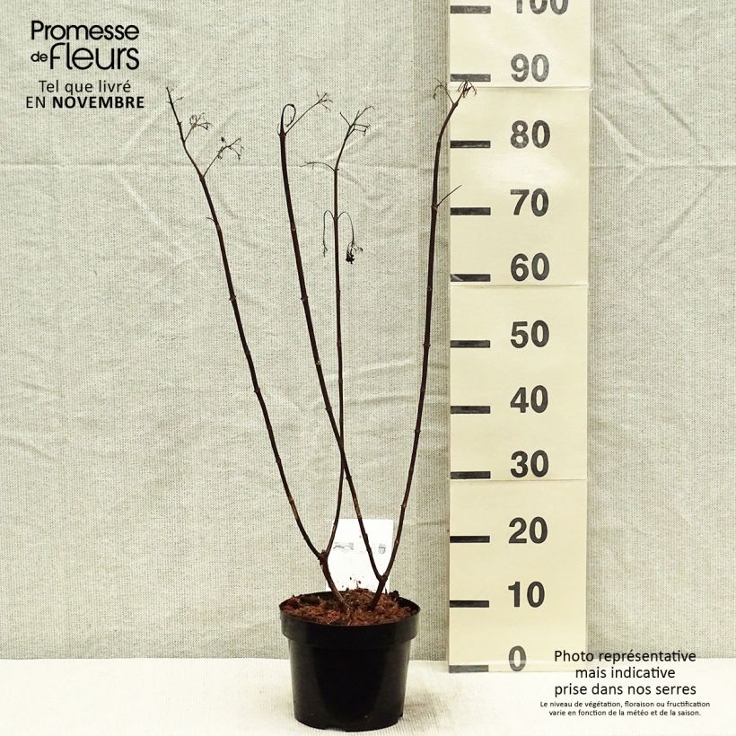 Example of Hydrangea paniculata Vanille Fraise - Hortensia paniculé Pot de 2L/3L as you get in automne