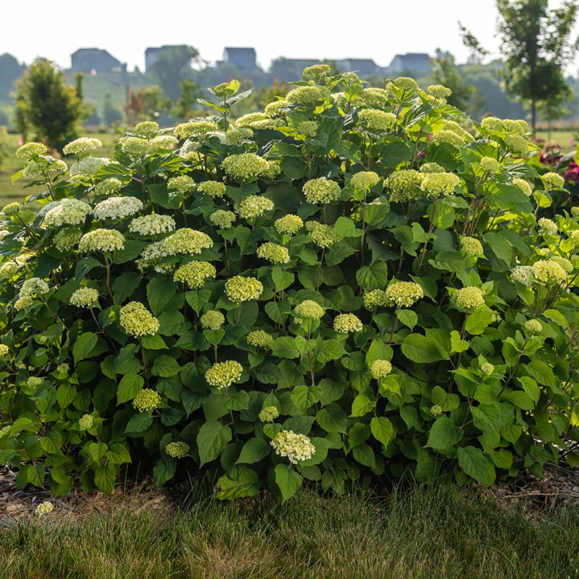 Hortensia arborescens FlowerWOW (Plant habit)