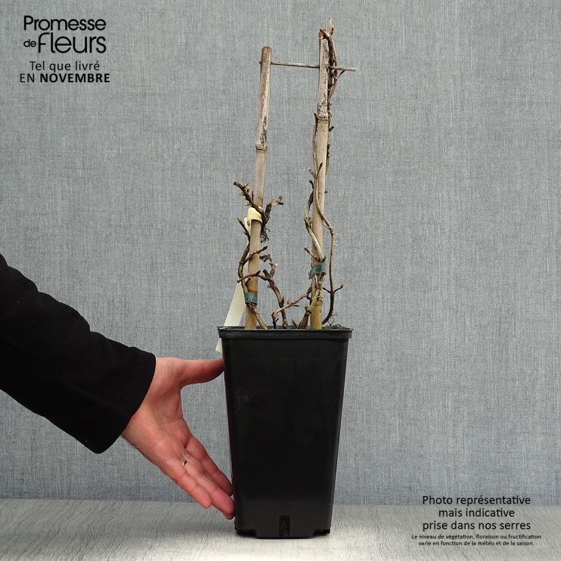 Example of Hortensia grimpant - Hydrangea petiolaris Silver Lining Pot de 2L/3L as you get in automne