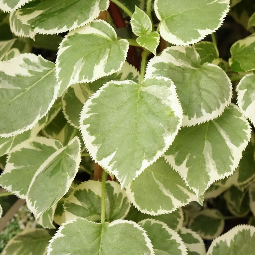 Hortensia grimpant - Hydrangea petiolaris Silver Lining (Foliage)