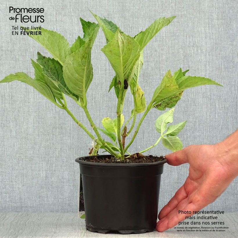 Example of Hortensia macrophylla Mariesii Perfecta Pot de 2L/3L as you get in automne