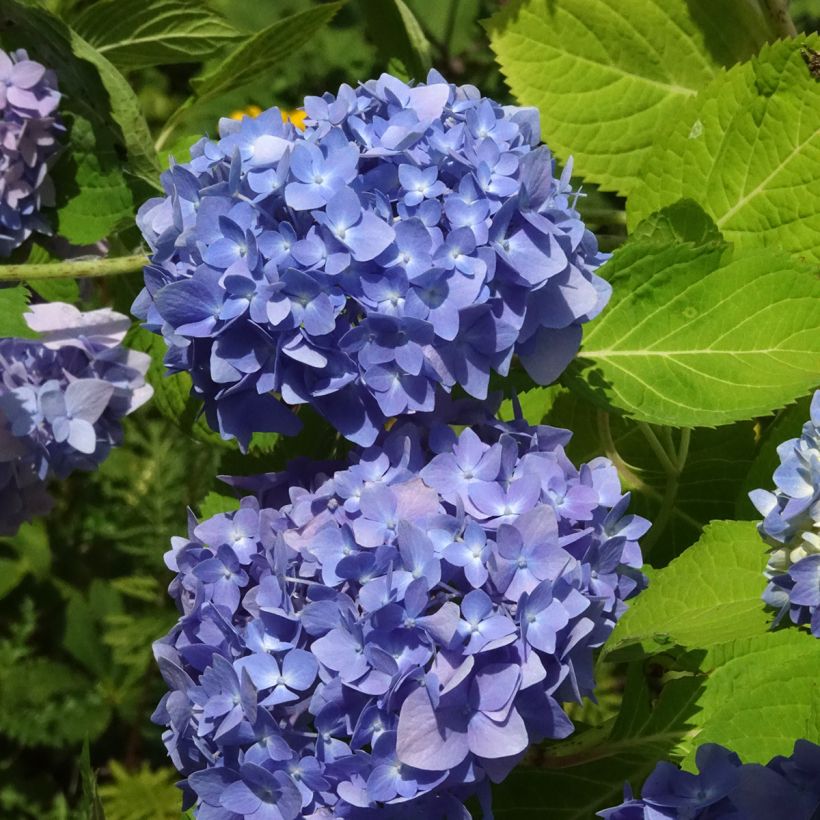 Hortensia - Hydrangea macrophylla Endless Summer The Original (bleu) (Flowering)
