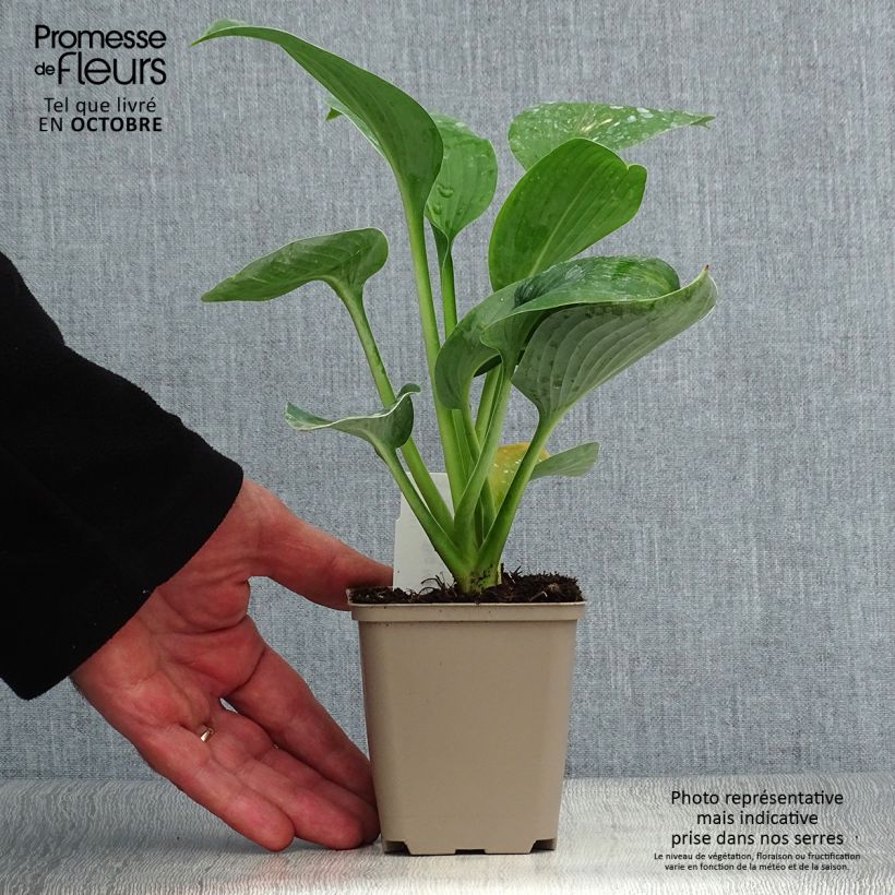 Example of Hosta Big Mama Godet de 8/9 cm as you get in automne