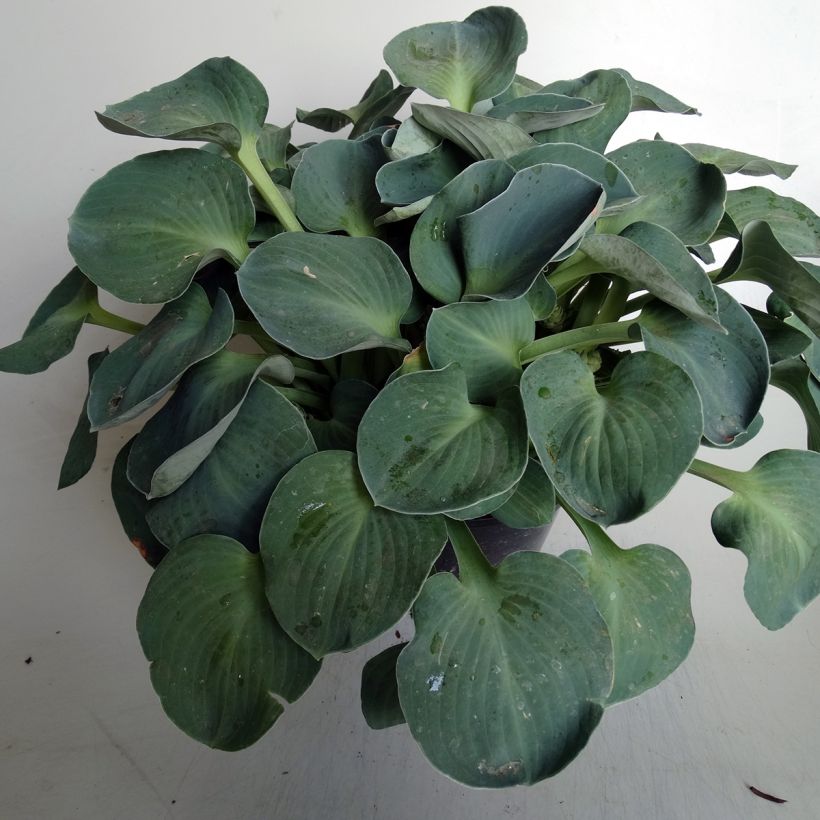 Hosta Blue Mouse Ears - Hosta bleu miniature (Plant habit)
