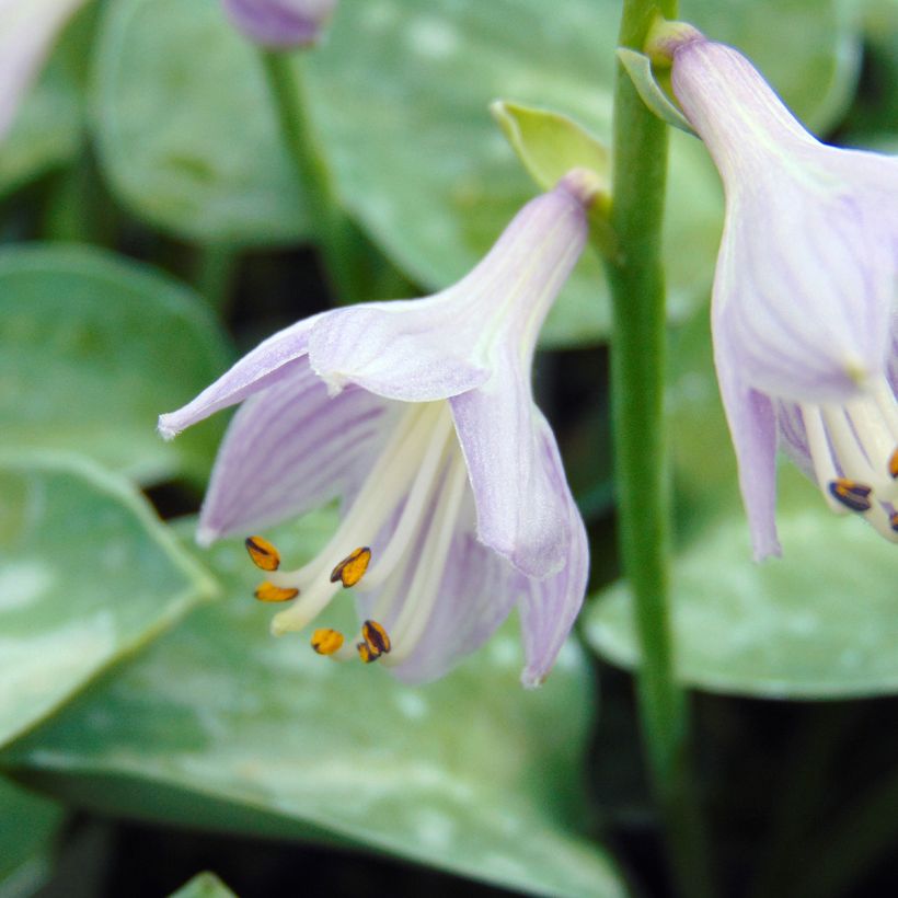 Hosta Blue Mouse Ears - Hosta bleu miniature (Flowering)